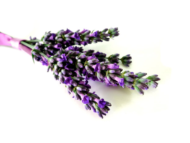 白色背景上的薰衣草图片下载