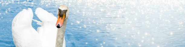 碧水上的白天鹅图片下载