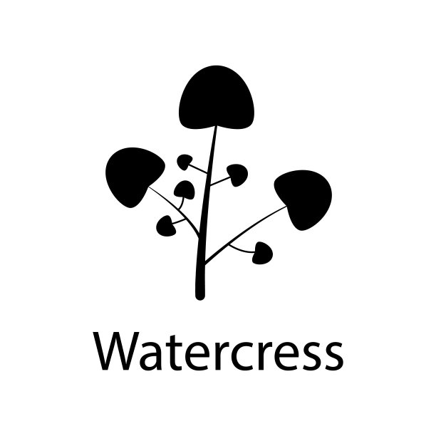 豆瓣菜插图。移动概念和web应用的植物图标元素。详细的豆瓣菜插图可以用于网页和移动图片下载