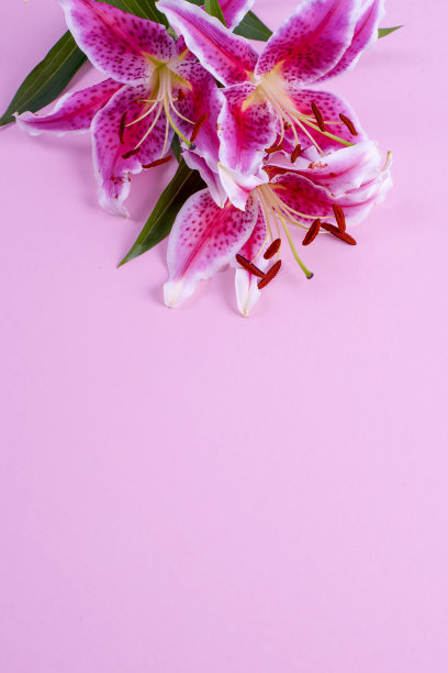 粉红色背景上的百合花束。文本的空闲空间。平的。复制空间，垂直照片图片下载