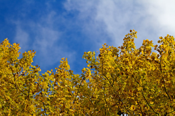 秋天黄色与蓝色相衬图片下载