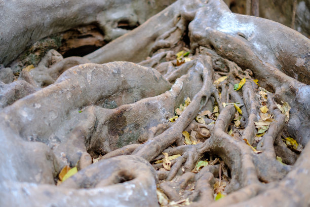 无花果树的根。图片下载