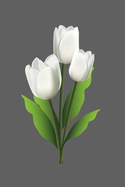 白色郁金香与绿色叶子孤立在灰色背景。图片下载