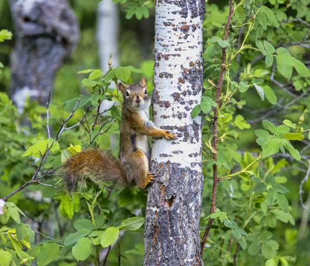 树上的松鼠图片下载