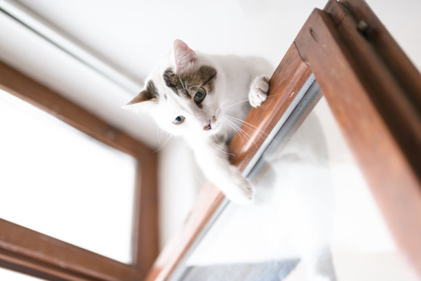 可爱的小猫爬门图片下载