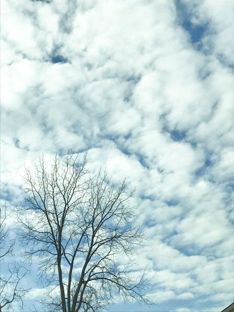 树的剪影和蓝色多云的天空图片下载