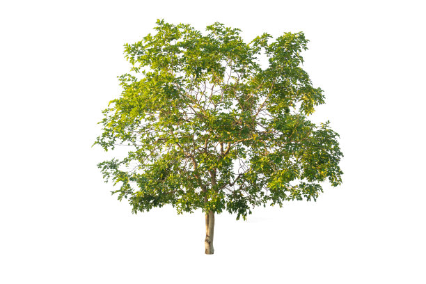 树与剪切路径隔离图片下载