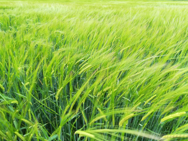 运动中的小麦图片下载