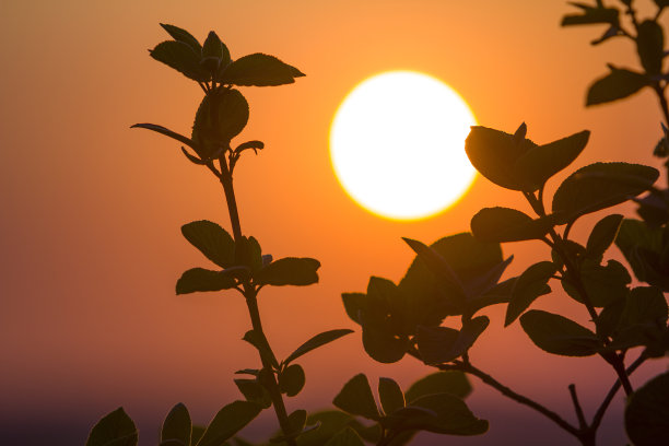 美丽的对比图片清楚的树枝剪影与深绿色的叶子反对大明亮的白色太阳在戏剧性的桔黄色天空背景。奇妙的日落或日出。图片下载