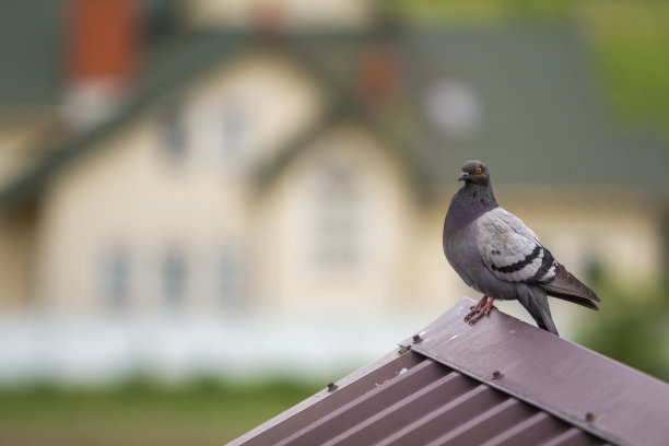 美丽的大灰白鸽子的特写，橙色的眼睛和厚厚的羽毛栖息在棕色金属瓦屋顶上模糊明亮多彩的两层楼的散景背景。图片下载