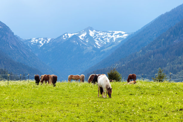 马在山上的花草地上图片下载