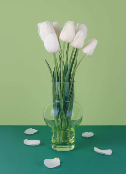 绿色背景下的花瓶里插着白色郁金香图片下载
