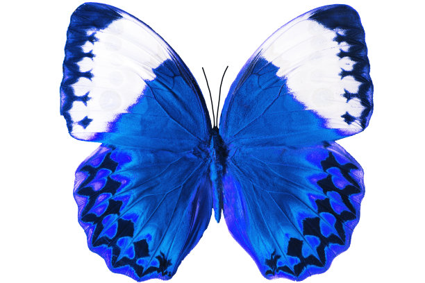 蓝色的热带蝴蝶。孤立在白色图片下载