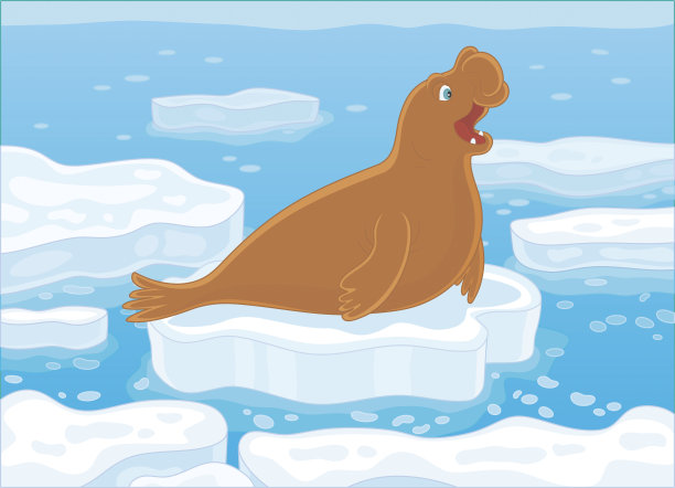 浮冰上的海象图片下载