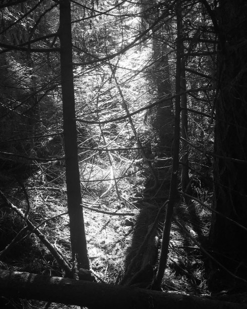 阳光森林图片下载