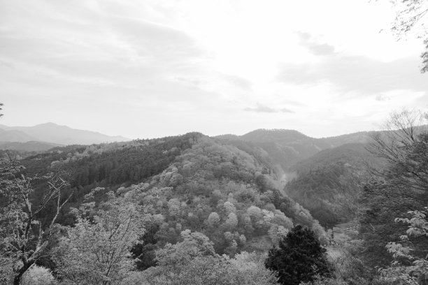 清晨日本奈良吉野山上的樱花盛开图片下载