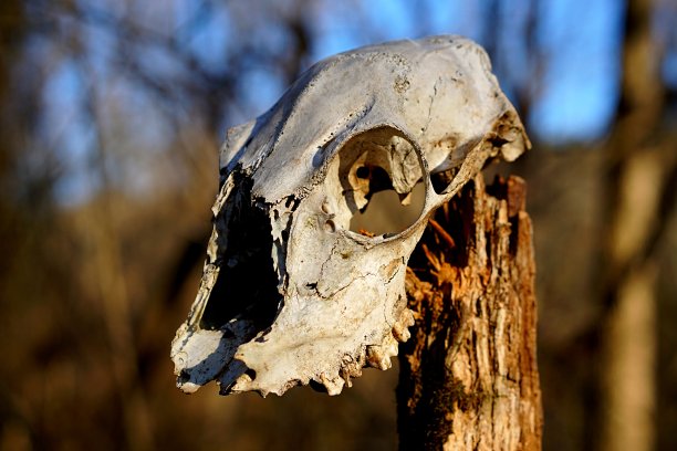 这是特拉华州树林里一根木棍上的动物头骨的照片。图片下载