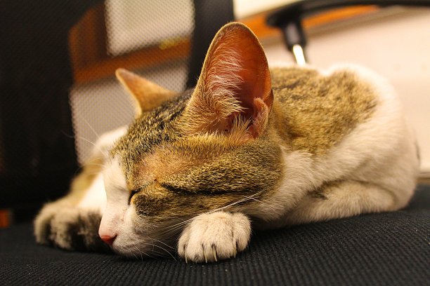 一只睡着的猫坐在椅子上图片下载