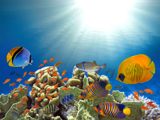 热带鱼和珊瑚礁海洋图片下载