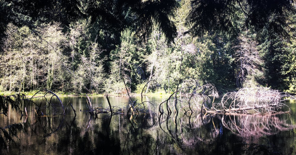 树的坟墓图片下载