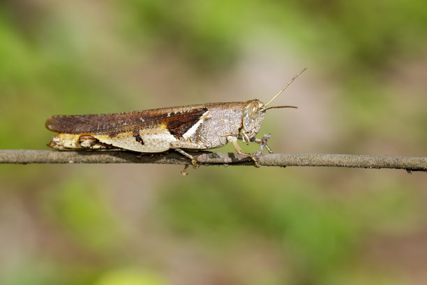 白色条纹的蚱蜢(Stenocatantops splendens)在棕色的树枝上。昆虫。的动物。图片下载