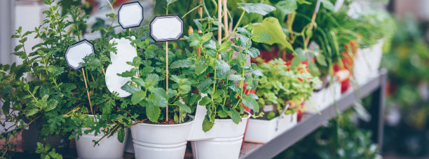 自产药草苗盆图片下载