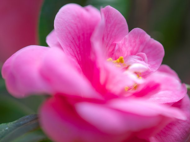 一个美丽的山茶花图片下载