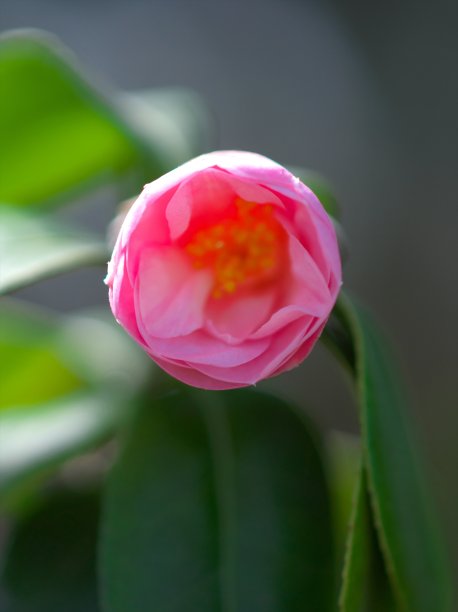 一个美丽的山茶花图片下载
