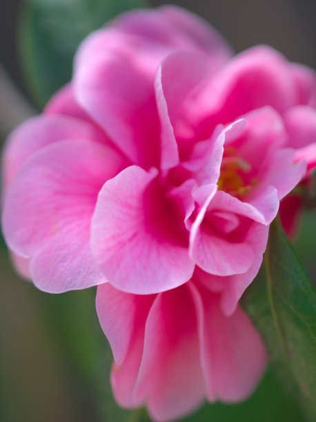 一个美丽的山茶花图片下载