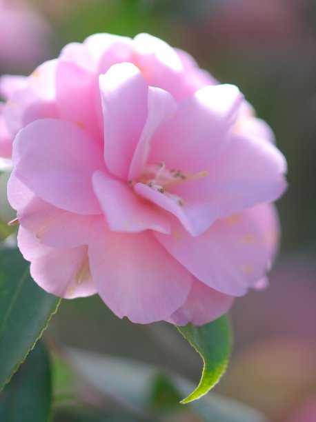 一个美丽的山茶花图片下载