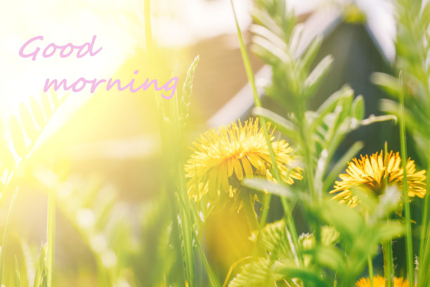 照片上的题词是早上好，黄色的蒲公英和绿色的草在阳光下的村庄房子阳光明媚的夏天或春天的早晨图片下载