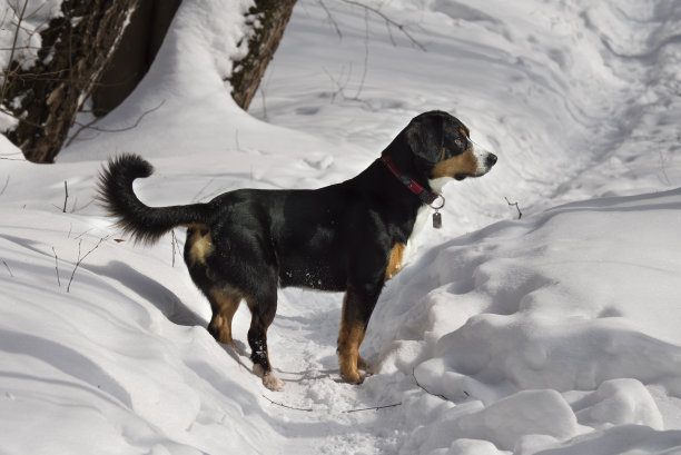 在冬季森林的小路上的狗图片下载