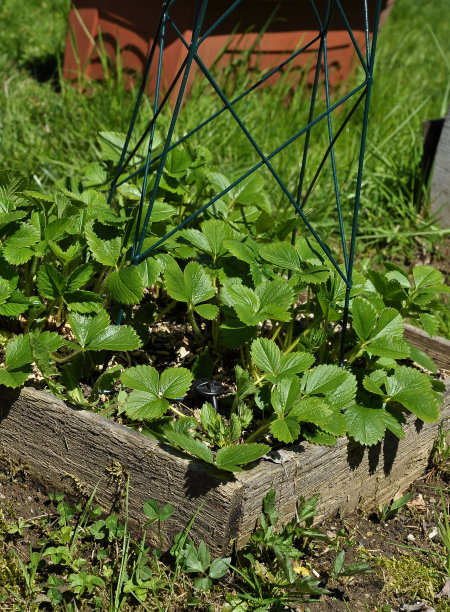 苗床上的草莓幼苗图片下载