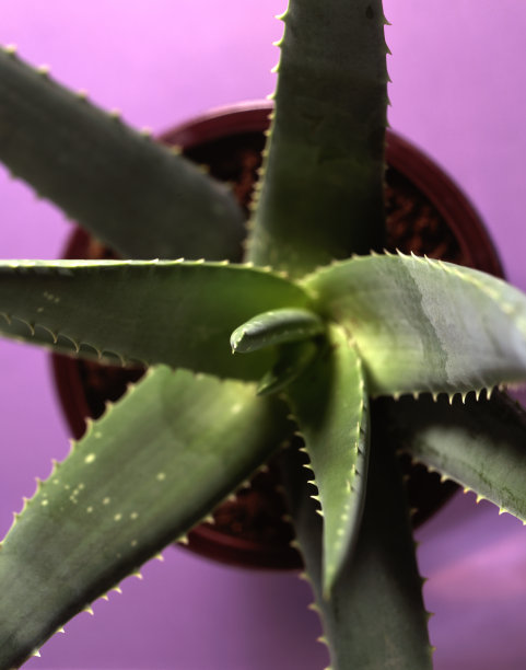 靠近芦荟植物图片下载