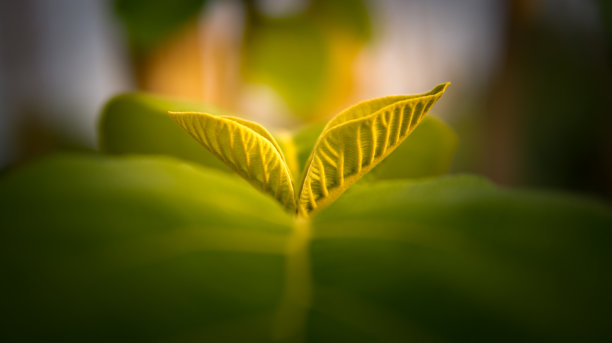 上面的叶子在早晨是美丽的图片下载