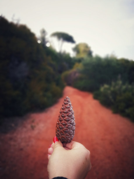 松树的圣诞节图片下载