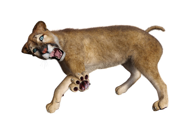 3D插图大猫美洲狮在白色图片下载