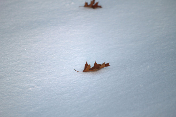 雪地上的两片橡树叶图片下载