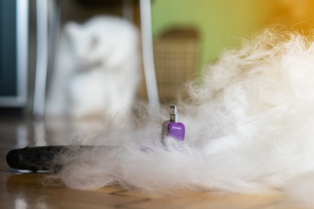 给猫一根白毛和一把梳子图片下载