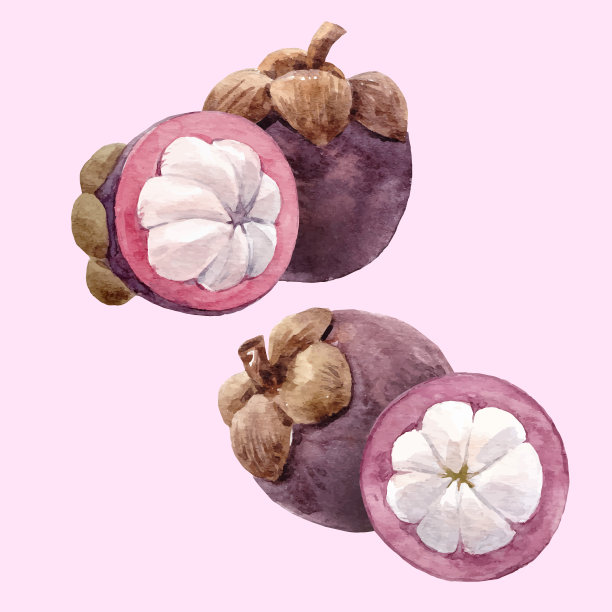 水彩山竹果向量集图片下载