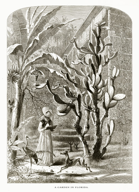 美国佛罗里达圣奥古斯丁的花园，美国维多利亚版画，1872年图片下载