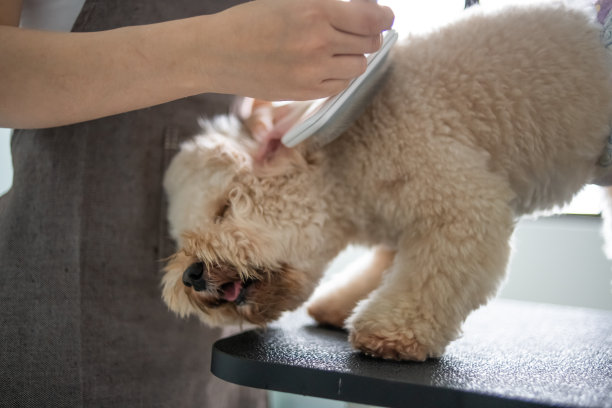 亚洲华人女性宠物美容师用围裙为一只棕色玩具狮子狗梳妆图片下载