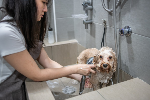 亚洲中国女宠物美容师与围裙梳理棕色玩具贵宾犬洗与样品狗图片下载