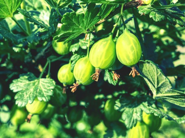 分枝的细节与年轻的绿色不成熟的醋栗。图片下载