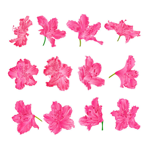 粉红色的花杜鹃花山地灌木，白色背景，复古矢量插图可编辑图片下载