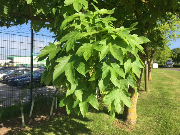2018年5月，美国梧桐树开花图片下载