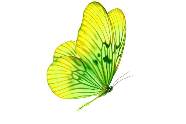 美丽的飞热带黄绿色蝴蝶。孤立在白色图片下载