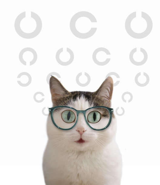 蓝眼睛搞笑猫在眼睛戴视力矫正眼镜近景照片图片下载