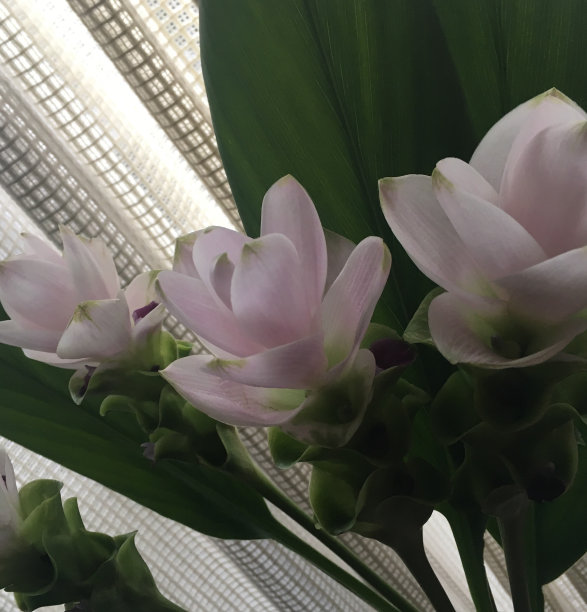 房间的花图片下载