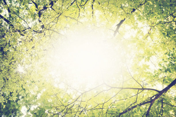 绿色树叶和阳光在中心的树枝图像图片下载